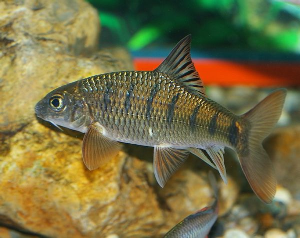  p>多耙光唇鱼, i>acrossocheilus clivosius  