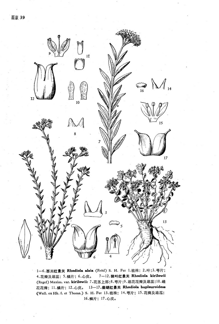  p> b>短柄红景天 /b>(学名: i>rhodiola atuntsuensis /i> (praeg.