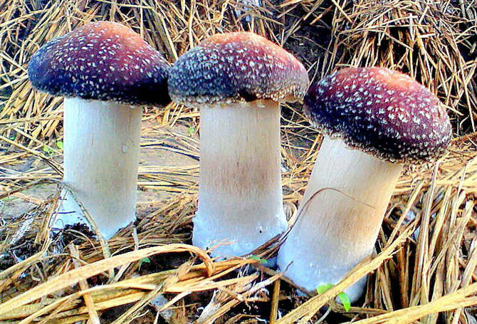  p>大球盖菇又名 a target="_blank" href="/item/皱环球盖菇/973688"