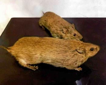  p>大仓鼠(学名: i> i>tscherskia triton /i>de winton /i>),也称大