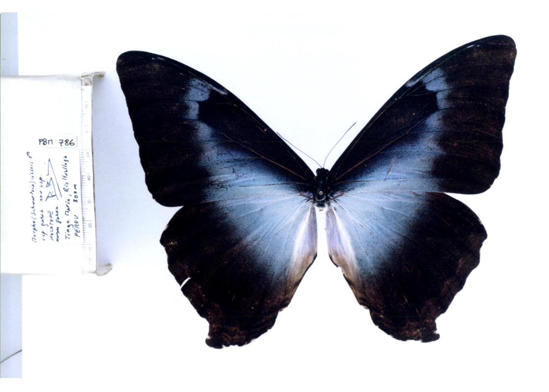 月神闪蝶卡瓦亚种