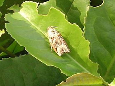 幼虫从上向下蛀食枝干,致茶枝中空,枝梢萎凋,日久干枯,大枝也常整枝