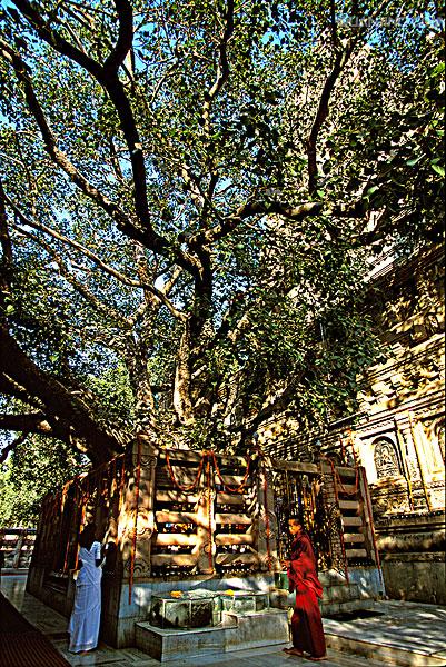  /a>迦耶城南10公里的菩提迦耶(bodhgaya),距印度东部最大城市 a