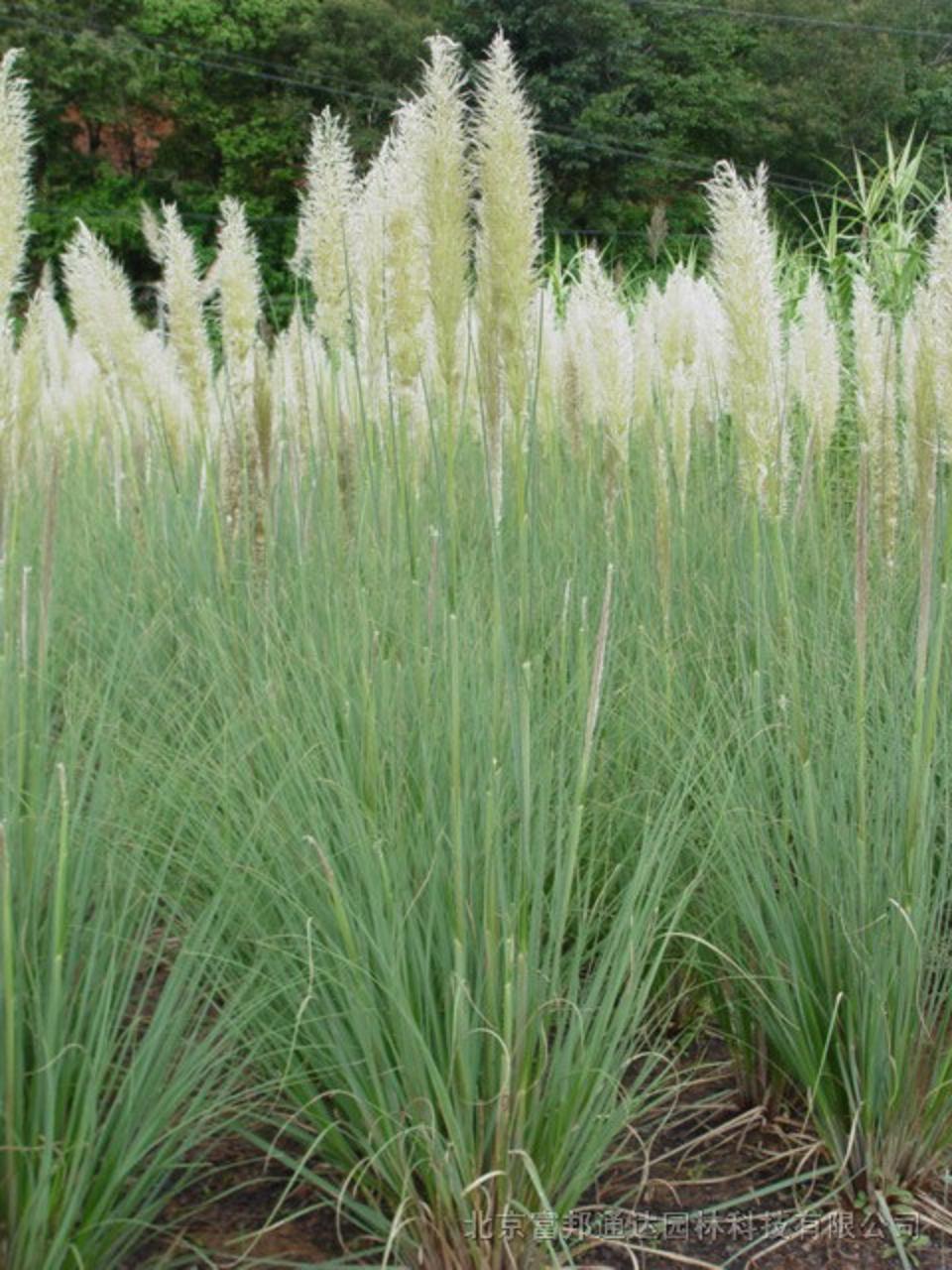  p>矮落芒草所属 a target="_blank" href="/item/被子植物门/229000"