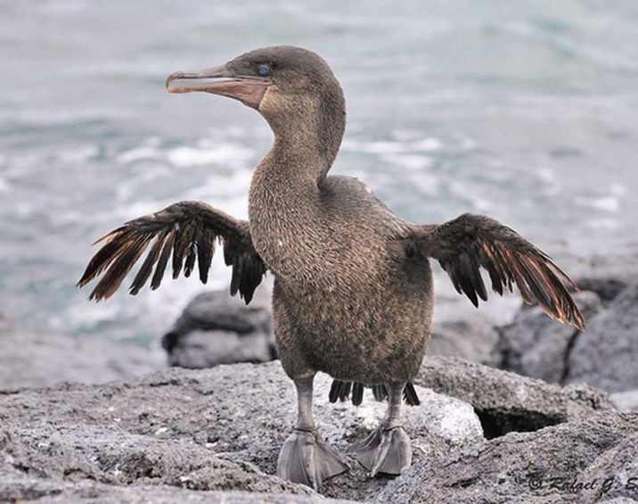  p>弱翅鸬鹚(学名: i>phalacrocorax harris /i>i):又名 a href="#">