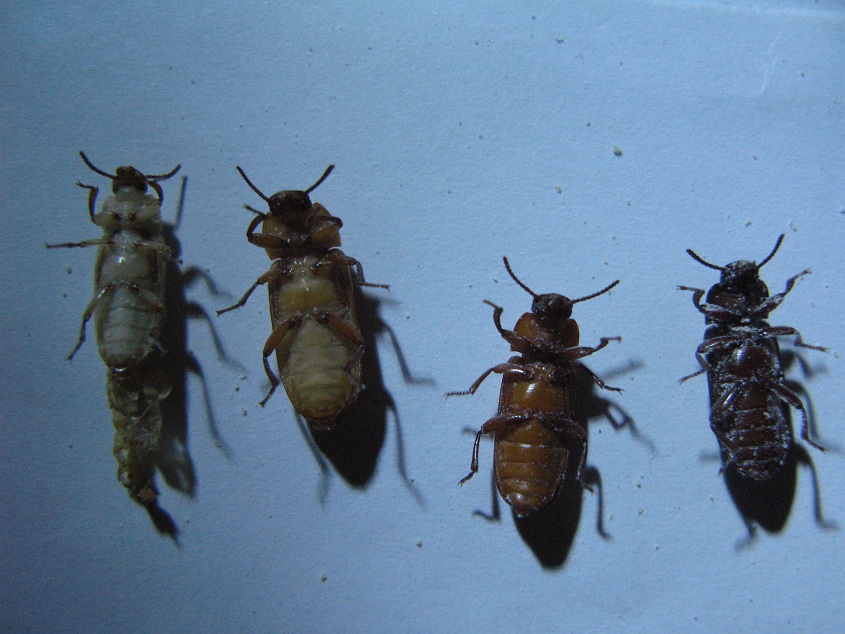  p>黄粉虫俗名面包虫,为鞘翅目拟步行科粉甲属的昆虫.