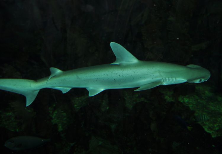  p>窄头双髻鲨(学名: i>sphyrna tiburo /i>)是双髻鲨科,双髻鲨属的一