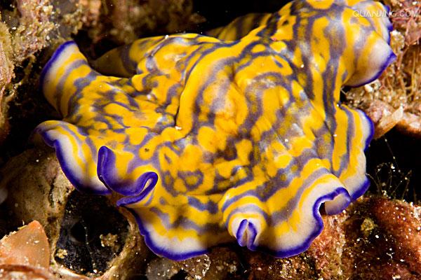  p>扁虫,是 a target="_blank" href="/item/扁形动物门/3247055"