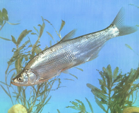 i>chanodichthys erythropteru /i>s)是鲤科,鲌属的一种鱼类
