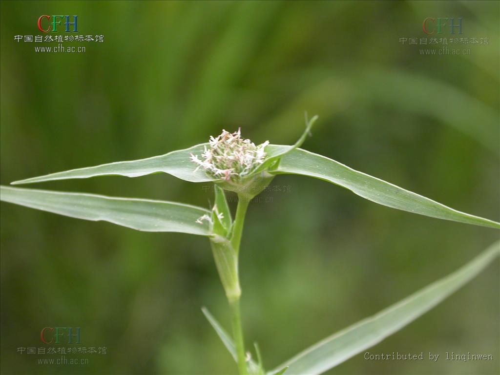 隐花草属, a target="_blank" href="/item/禾本科/2458872" data