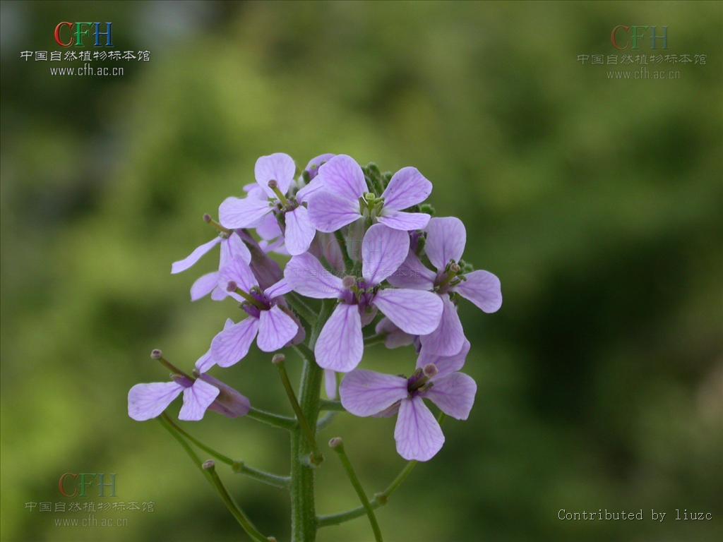  p>花旗杆属(学名: b>dontostemon /b>&nbsp;andrz. ex ledeb.