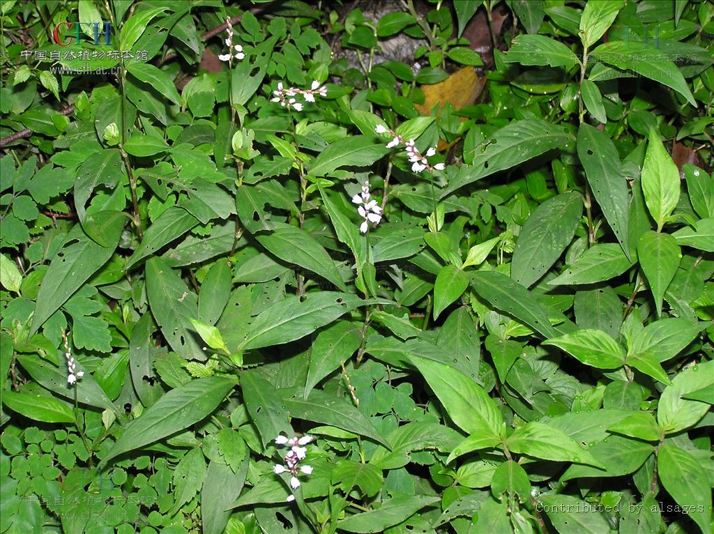 是 a>双子叶植物纲 /a>,蓼科,蓼属的一年生草本植物.