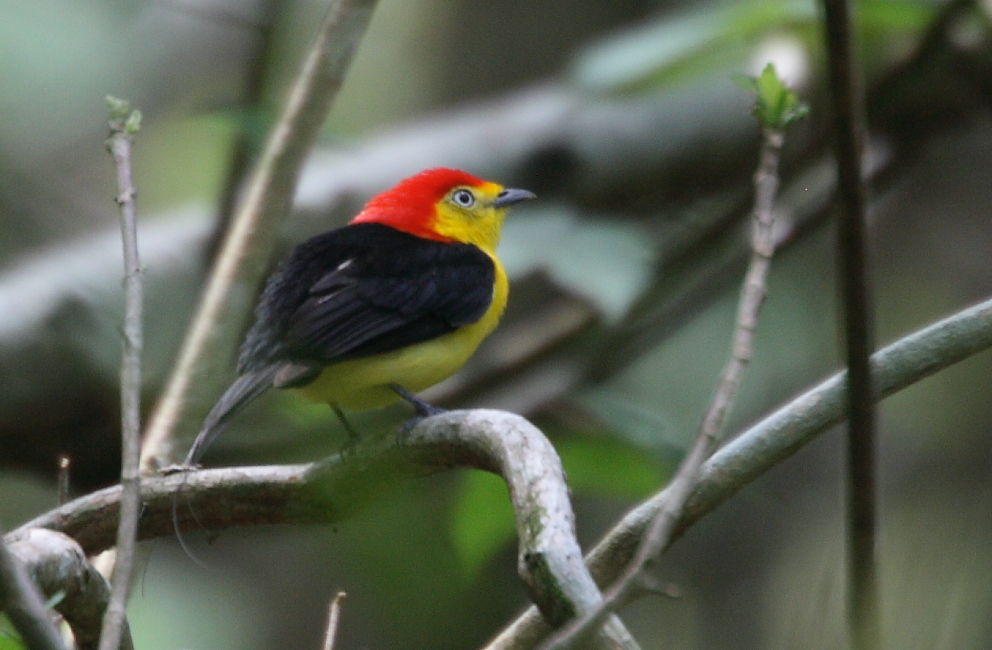 新热带群体,以鲜明的性二态,"展姿场"繁殖行为,复杂的求偶炫耀而出名