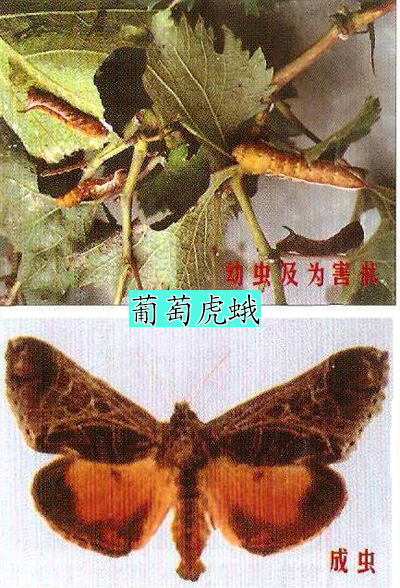  p>葡萄虎蛾,seudyra subflava moore,属鳞翅目 a href="#">虎蛾科 /a