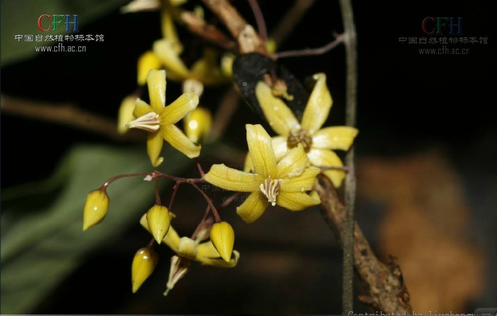  p>三叶香草(学名:lysimachia insignis)为 a href="#" data-lemmaid=