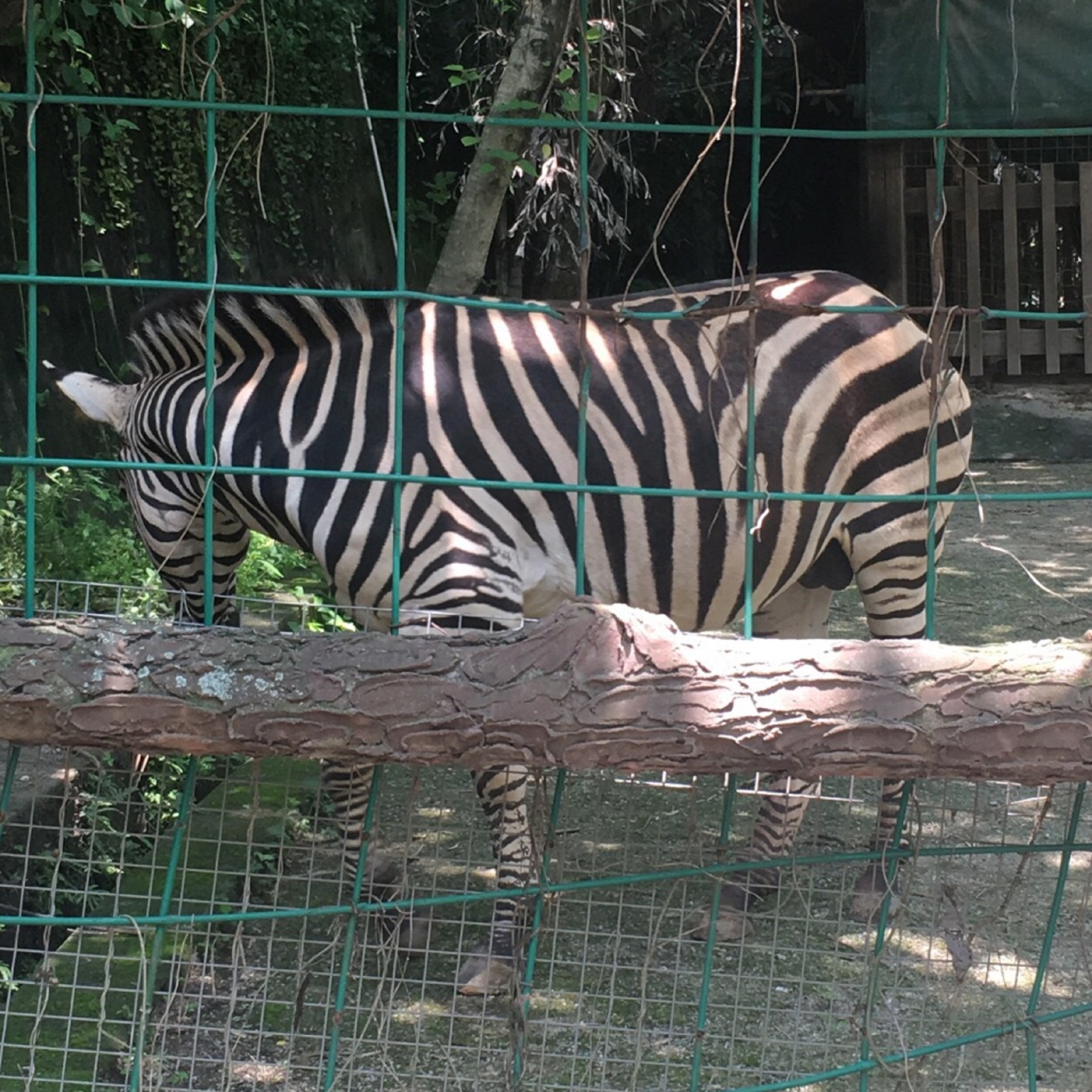  p>福州动物园位于福州市 a target="_blank" href="/item/晋安区