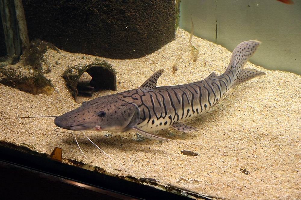 虎纹鸭嘴鲶