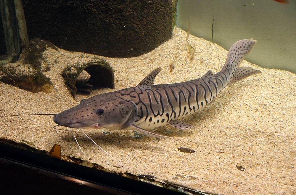 虎纹鸭嘴鲶
