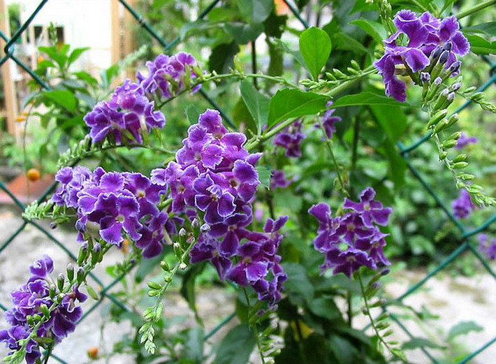 是马鞭草科,假连翘属植物.