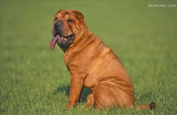 皮犬,英文名 sharpei,产于中国广东南海大沥镇一带,是世界名种斗狗之