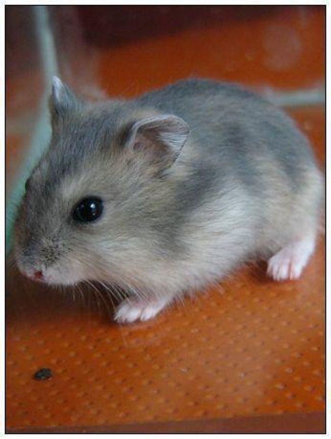  p data-id="gnwswt8o1p">仓鼠在冬天随着阳光的照射毛色会有一半野生