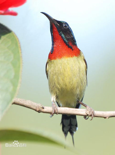 太阳鸟,是 a href="#">雀形目 /a>太阳鸟科一种体型非常小而纤弱的鸟