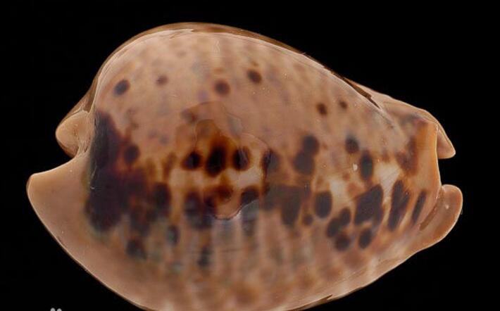  p>鼠宝螺(学名:muracypraea mus mus)是腹足纲宝螺科的 a href="#"