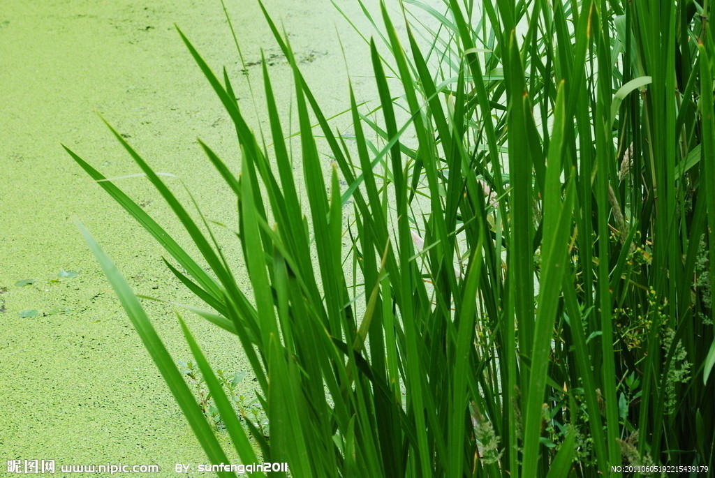 为报春花科植物细梗香草 i>lysimachia /i> i>  /i> i>  /i> i>