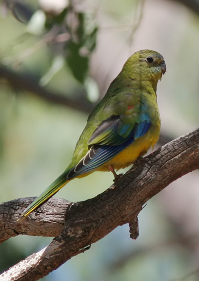  p>蓝绿鹦鹉(学名: i>neophema pulchella /i>)是典型的 a href="#"