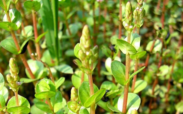 koehne)是千屈菜科节节菜属植物,一年生草本,各部无毛;根茎细长