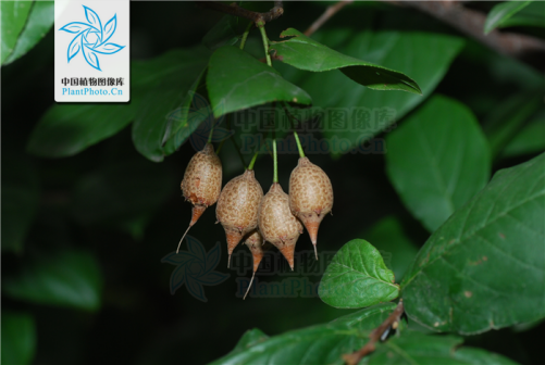 秤锤树_百度百科
