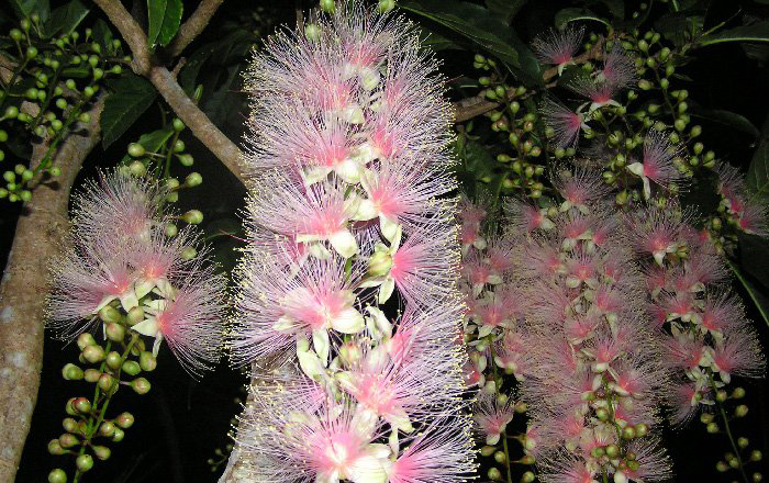  p>玉蕊(学名: i>barringtonia racemosa  /i>(l.