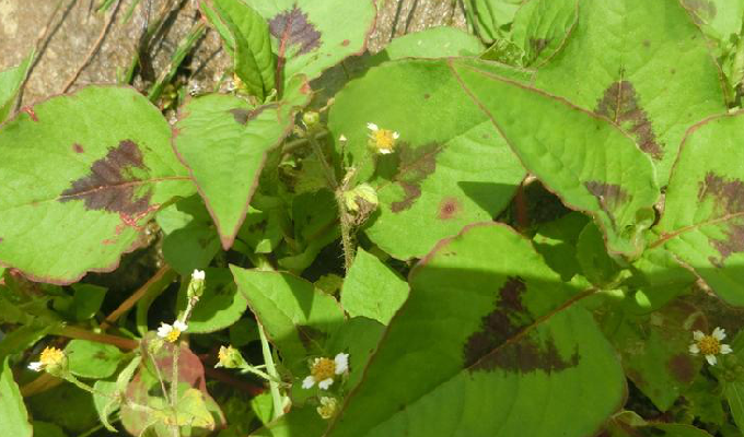  p>尼泊尔蓼,一年生草本.