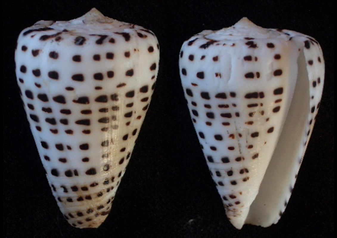  p>黑星芋螺(学名:lithoconus eburneus)成倒锥形,螺塔低,贝壳厚实.