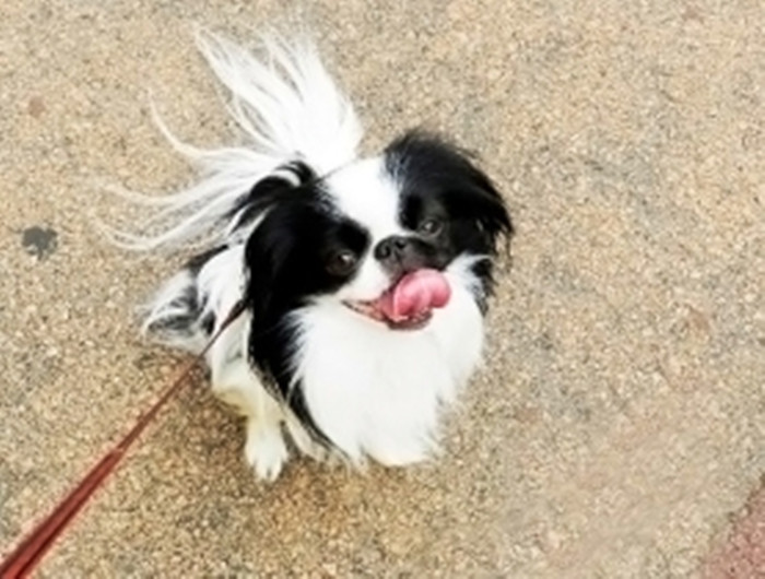ctrid="tiohxutkx3va">日本狆是极小型犬<