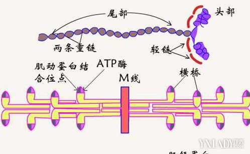  p>肌原纤维蛋白是组成肌肉中 a href="#" data-lemmaid="8875323">肌