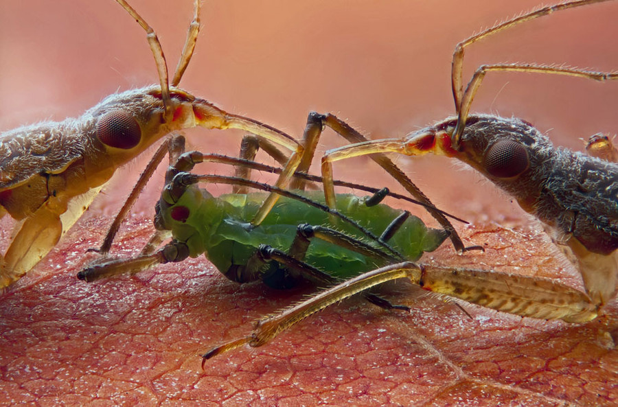 id="9384714">异翅亚目 /a>(heteroptera)姬蝽科(nabidae)昆虫的通称