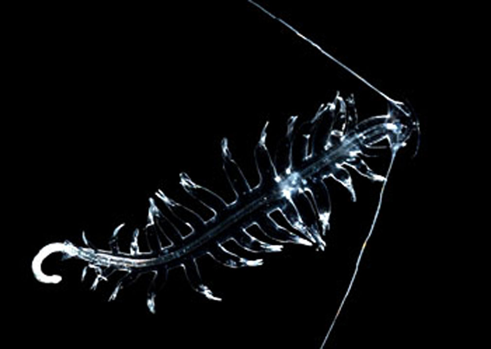  p>多毛纲是环节动物最大一个纲.