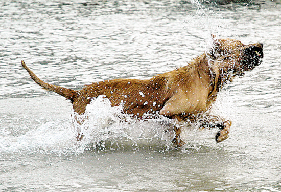当一只湿狗摆动身体甩开身上的水滴时,绝大