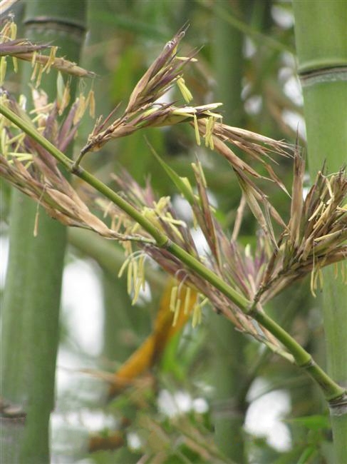 propinqua /i> mcclure)是禾本科,竹亚科,刚竹属竹类植物,竿高可达6