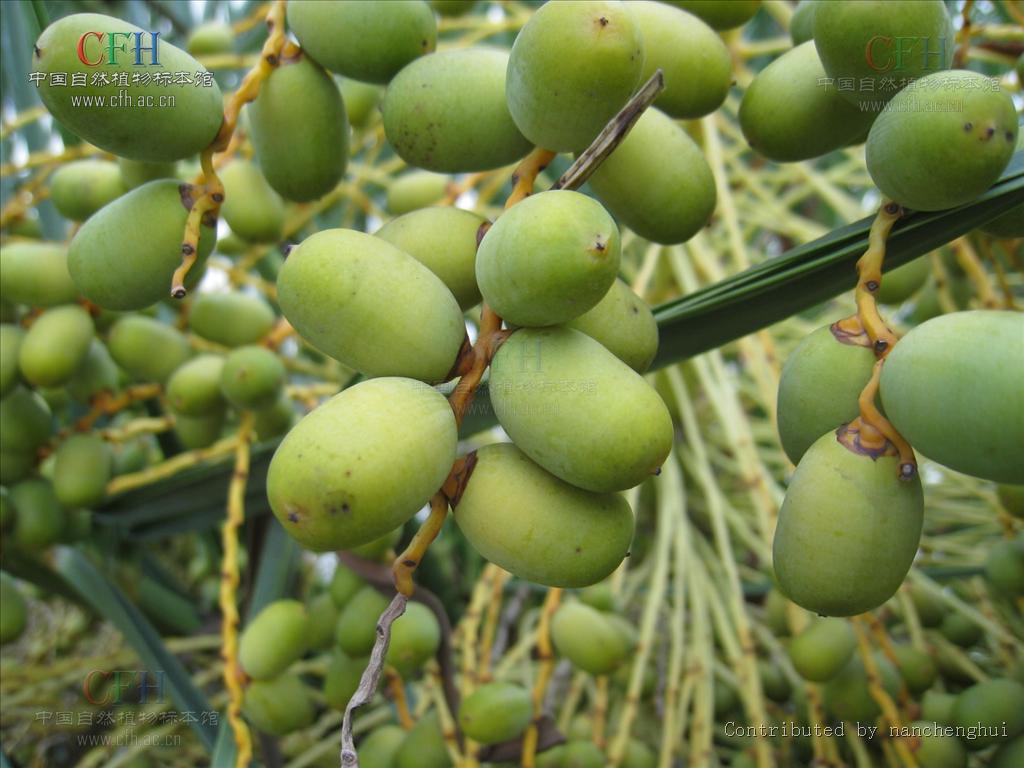  p>海枣(学名: i>phoenix dactylifera /i>  l.