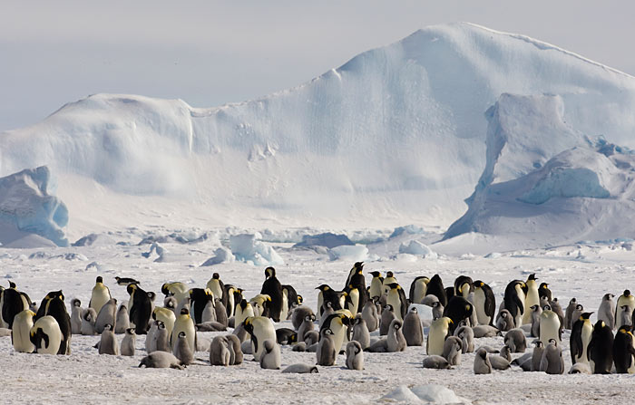  p data-id="gnsqdxvtmd">帝企鹅(学名: i>aptenodytes forsteri /i>)