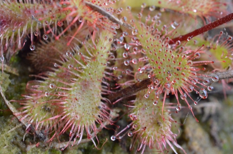  p>匙叶茅膏菜(学名: i>drosera spathulata /i> labill.