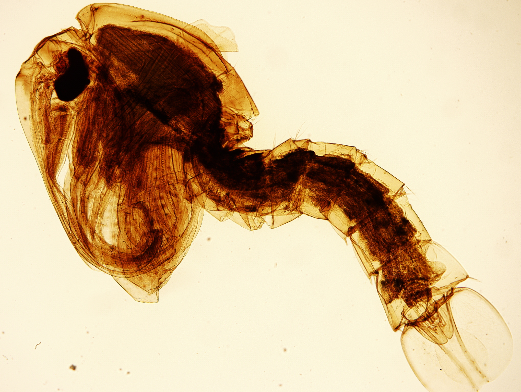 data-id="tiowgecdhogo">按蚊是双翅目蚊科按蚊属昆虫的通称,又称疟蚊