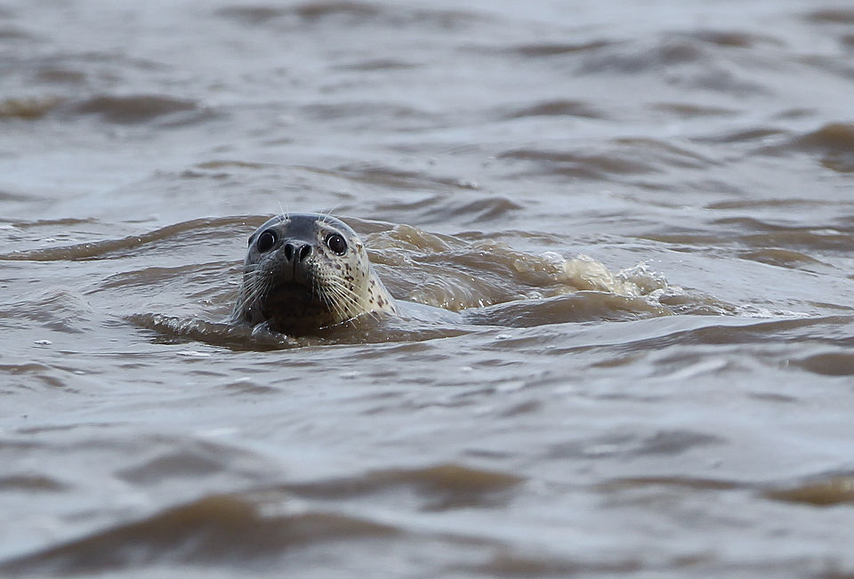 辽宁大连斑海豹国家级自然保护区