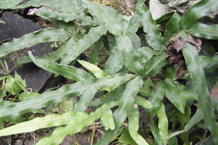  p>井栏边草(学名: i>pteris multifida /i> poir.