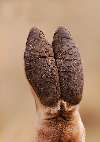 guanicoe /i>)是一种温顺的 a target="_blank" href="/item/食草动物