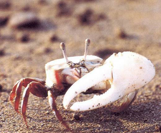  p>清白招潮蟹(学名: i>uca lacteus /i>)为 a>沙蟹科 /a> a>招潮蟹属