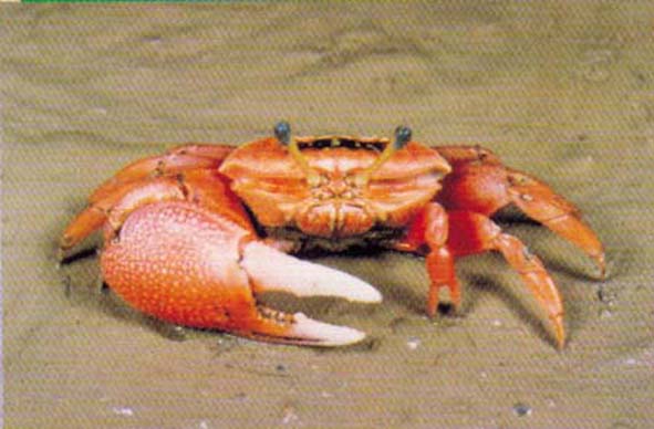 arcuata)为 a href="#" data-lemmaid="1401301">沙蟹科 /a> a>招潮属