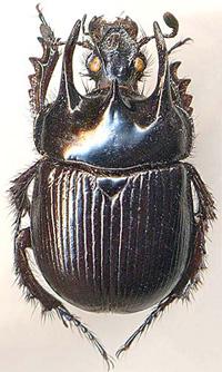  p>粪金龟科又称蜣螂.